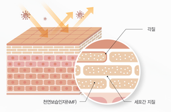 천연보습인자(NMF), 세포간 지질, 각질 일러스트