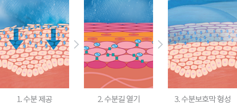 1 수분 제공, 2 수분길 열기, 3 수분보호막 형성