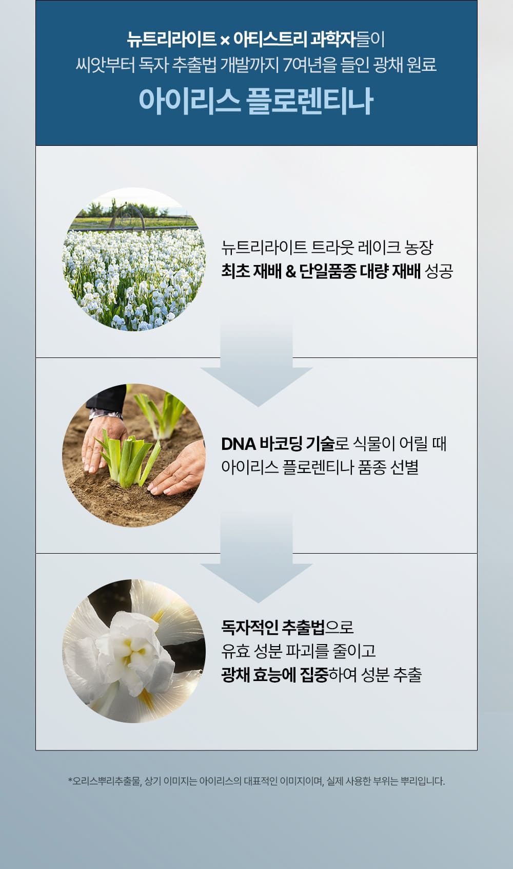 뉴트리라이트 X아티스트리 과학자들이 씨앗부터 독자 추출법 개발까지 7여년을 들인 광채 원료 아이리스 플로렌티나