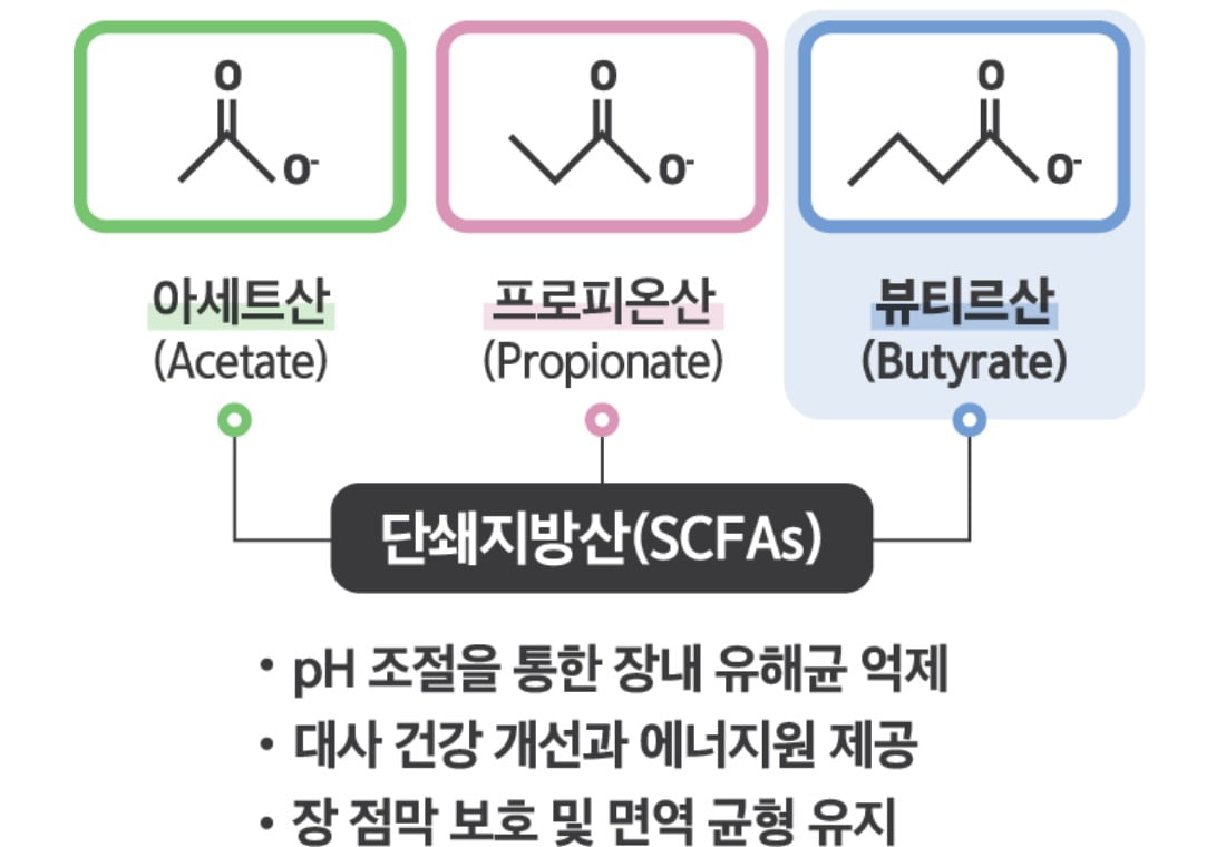 단쇄지방산(SCFAs) - pH 조절을 통한 장내 유해균 억제. 대사 건강 개선과 에너지원 제공. 장 점막 보호 및 면역 균형 유지
