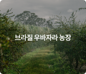 브라질 우바자라 농장