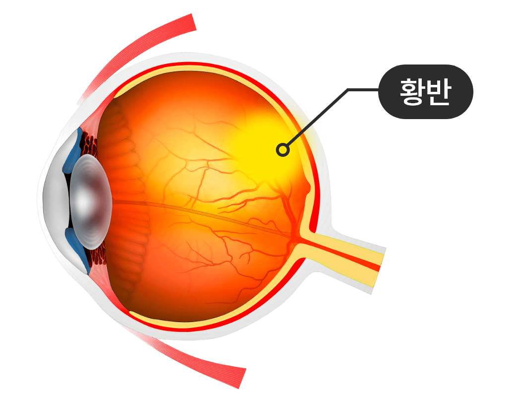 눈의 황반 부위 이미지