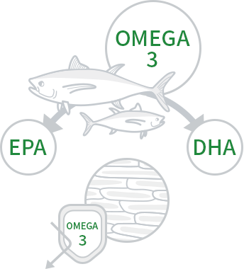OMEGA-3 관련 이미지