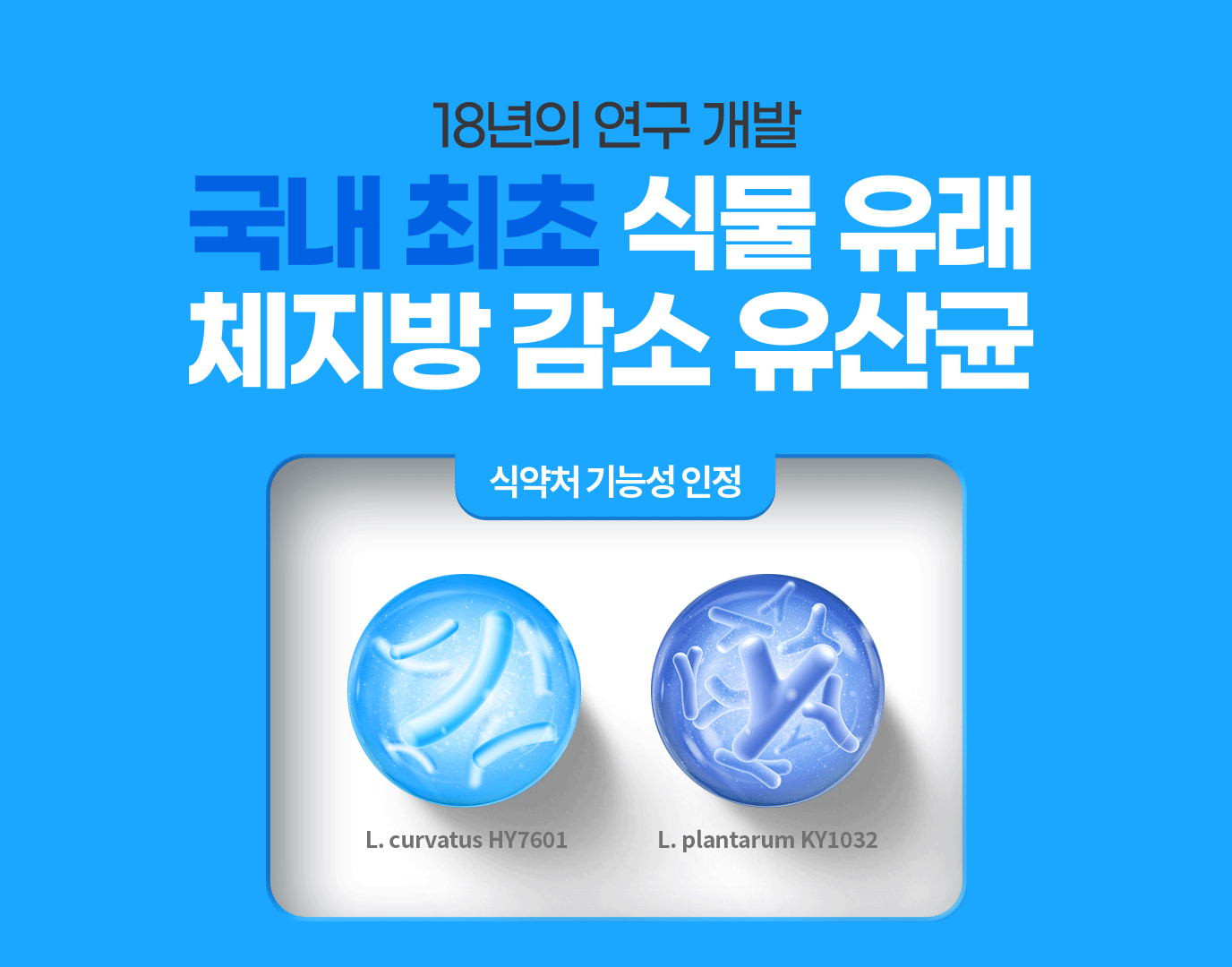 18년의 연구 개발 국내 최초 식물 유래 체지방 감소 유산균