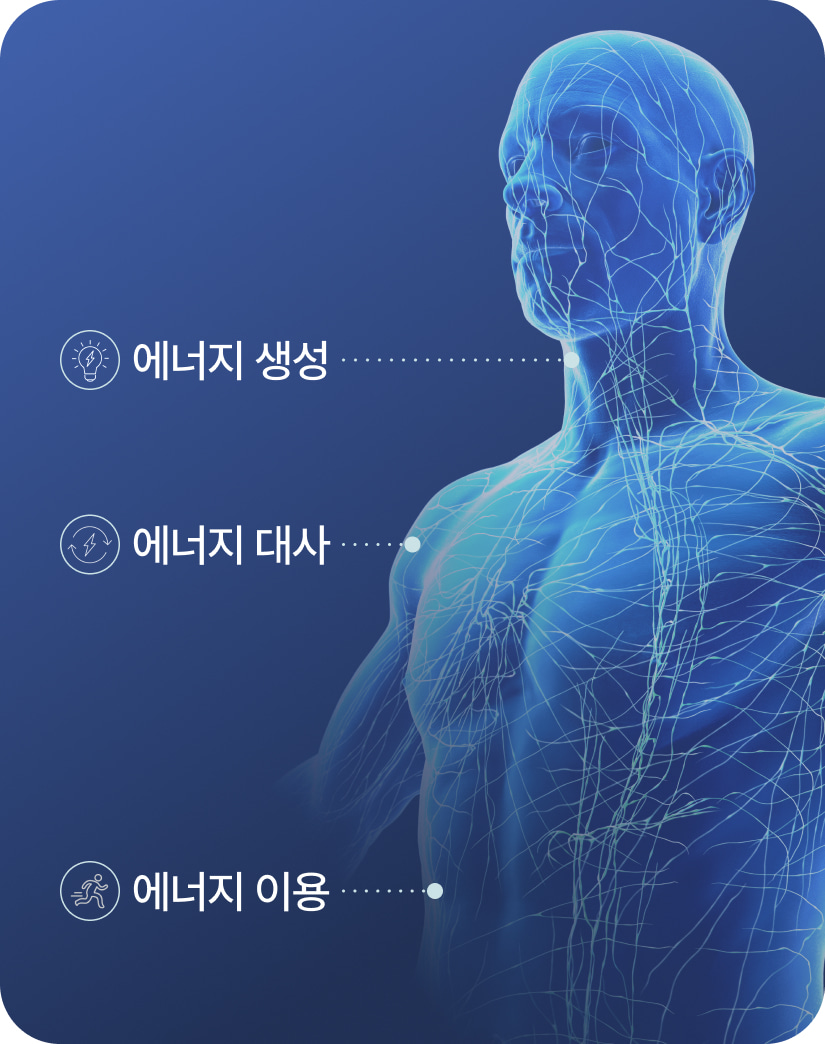 에너지 생성, 에너지 대사, 에너지 이용
