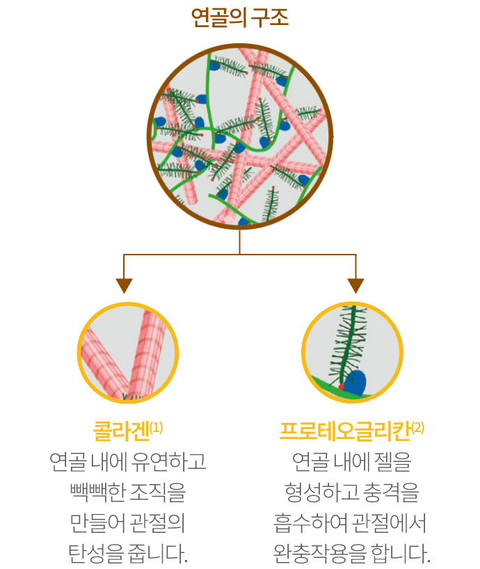 연골의 구조 / 콜라겐 : 연골내에 유연하고 빽빽한 조직을 만들어 관절의 탄성을 줍니다. / 프로테오글리칸 : 연골 내에 젤을 형성하고 충격을 흡수하여 관절에서 완충작용을 합니다.